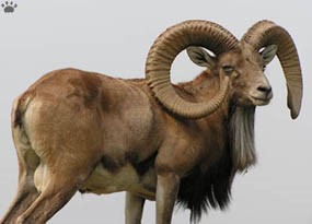  گَـڊُ Urial,  Asian Wild Sheep-Ovis vignei - 